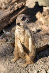 meerkat on guard
