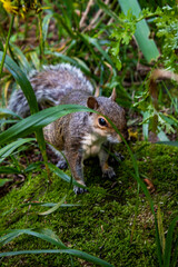 squirrel in the forest