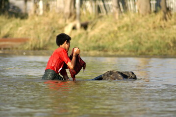 Boy riding a water buffalo across a canal in Nyaungshwe, Myanmar