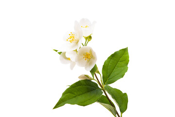 jasmine flowers isolated