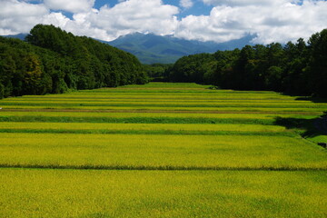 Paddy fields in the valley that have begun to grow