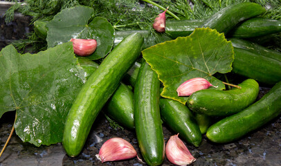 pickled cucumbers with dill, grape leaves and garlic