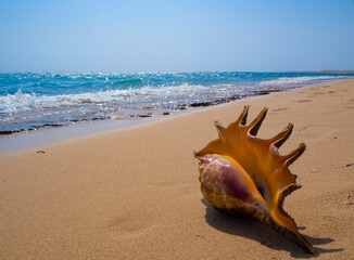 Obraz na płótnie Canvas A beautiful seashore shell. Red sea. Egypt beach. Marsa Alam