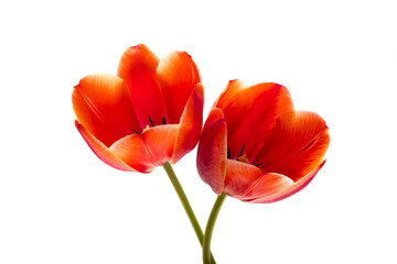 tulip flowers isolated