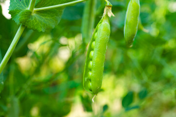 green peas growing