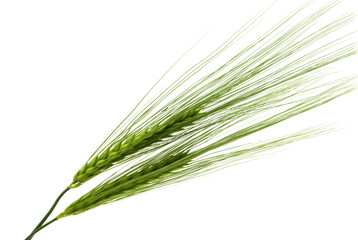 green ear of wheat isolated