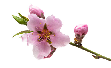 Obraz premium sakura flowers isolated