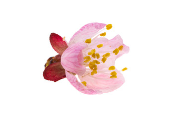 sakura flowers isolated