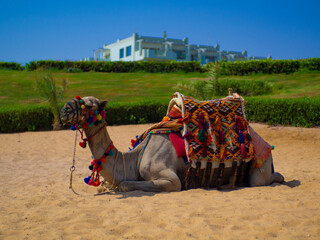 Camel resting on the beach of Marsa Alam, Egypt