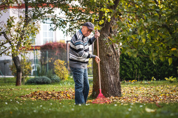 Senior man raking leaves from lawn in garden. Autumn gardening
