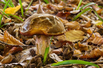 Un champignon parmi les feuilles en forêt de Soignes.