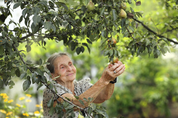 An elderly woman near pear tree in the garden. A senior person harvesting in the garden.