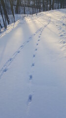 Obraz premium Deer tracks in snow