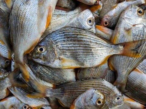 pile of yellow fin sea bream for sale in japanese fish market hd