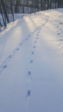 Deer Tracks In Snow