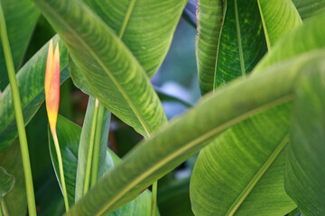 Leaves Tropical forest trees texture background wallpaper