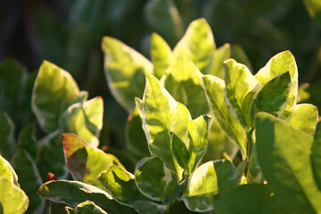 Leaves Tropical forest trees texture background wallpaper