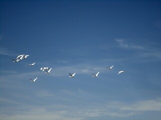 Birds swans flying blue sky background