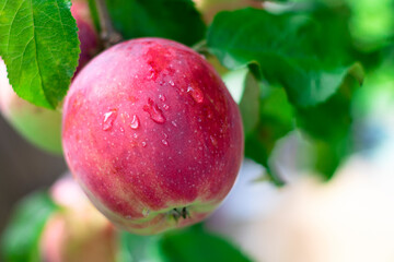 Close-up of a large ripe red apple on a branch, natural background, harvest, August.