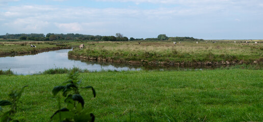 Réserve Naturelle Nationale du Domaine de Beauguillot , baie des Veys, Basse Normandie, Sainte...