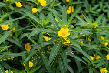 Jussie, Ludwigia grandiflora
