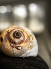 The spiral shape of a seashell on a black object with bokeh in the background
