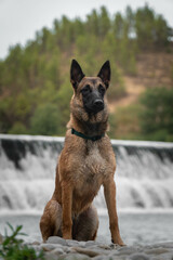 Belgian Malinois with a blured waterfall at the background. Dog breed 