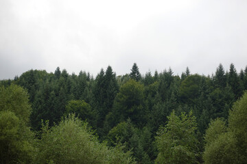 Obraz na płótnie Canvas Spruce trees if fog