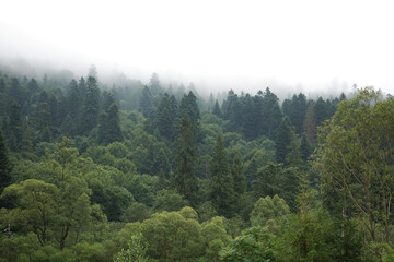 Fototapeta na wymiar Spruce trees if fog