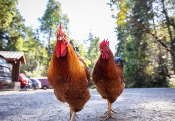 Male Rooster in a parking lot. Ruckle Provincial Park, Salt Spring Island, British Columbia, Canada.
