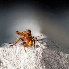 close up of a hornet sitting on a white stone