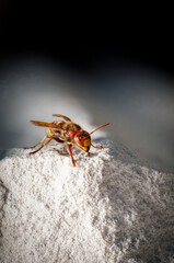 close up of a hornet sitting on a white stone