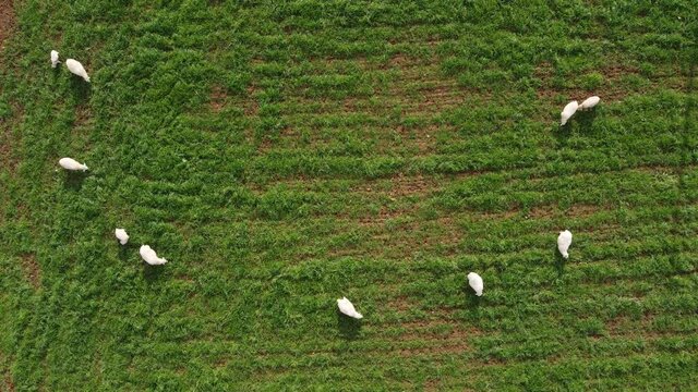 Reba&ntilde;o de ovejas pastando con c&eacute;sped en la granja 2