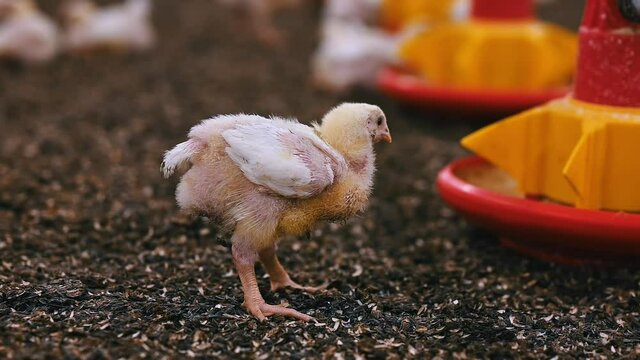 Little broiler on a poultry farm. Funny fat chicken on seed shells near fodder. Cute chick inside a factory. Close-up.
