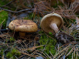 Dangerous toxic mushroom Paxillus Involutus in the forest