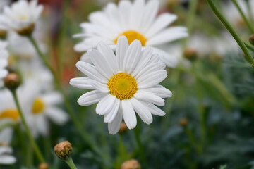 White Marguerite daisy