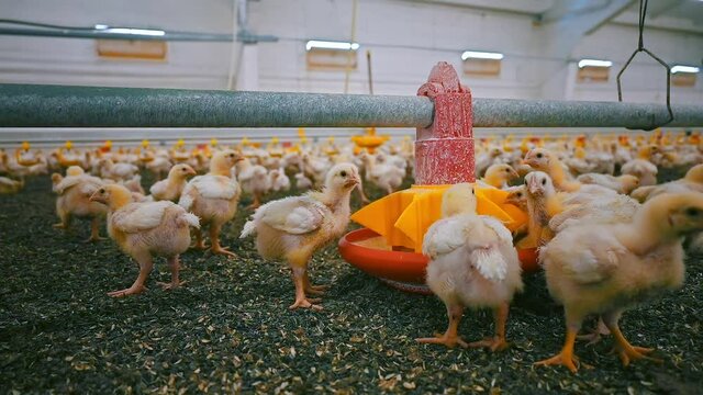 Little broilers eating fodder on a farm. Cute chicks feeding from a trough for fattening on a poultry factory. Chicken production.