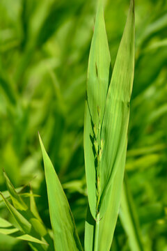 Northern Sea Oats