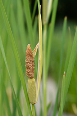 Shuttleworths Cattail