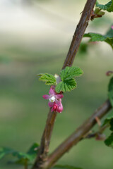 Flowering currant