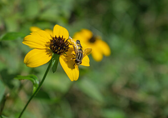 Wild yellow flowers that grow on the banks of mountain rivers. Insect on the flower.