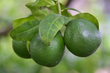 Lime fruit hanging on branches and dark green leaves.