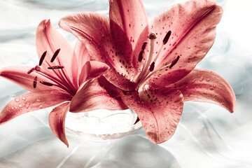 pink lilies, lily flower over gray background like romantic  art floral wall picture 