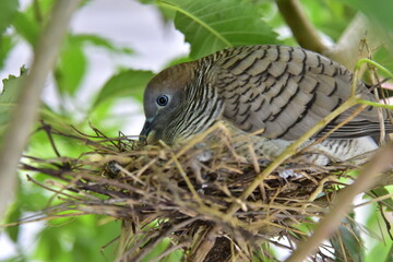 A brown bird crouching on its nest, on a branch.