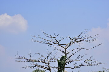 black tree shadow unfolded on the blue sky