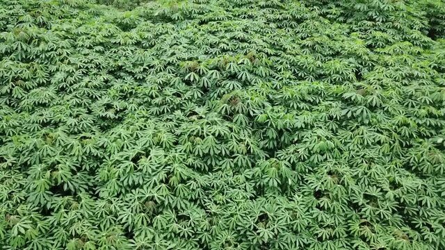 Aerial view of Cassava field in agriculture farmland of Thailand. Cassava is a major staple food in the developing world.