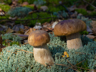 Beautiful boletus edulis mushroom in forest. Delicious porcini