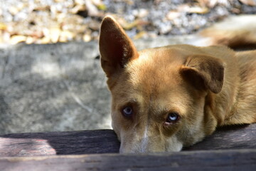 red-brown dog lying on the floor