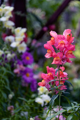Scarlet flowers. Small scarlet flowers, collected in inflorescences, on a thin stem. 