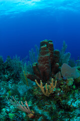 Fototapeta premium a tube sponge on the reef 